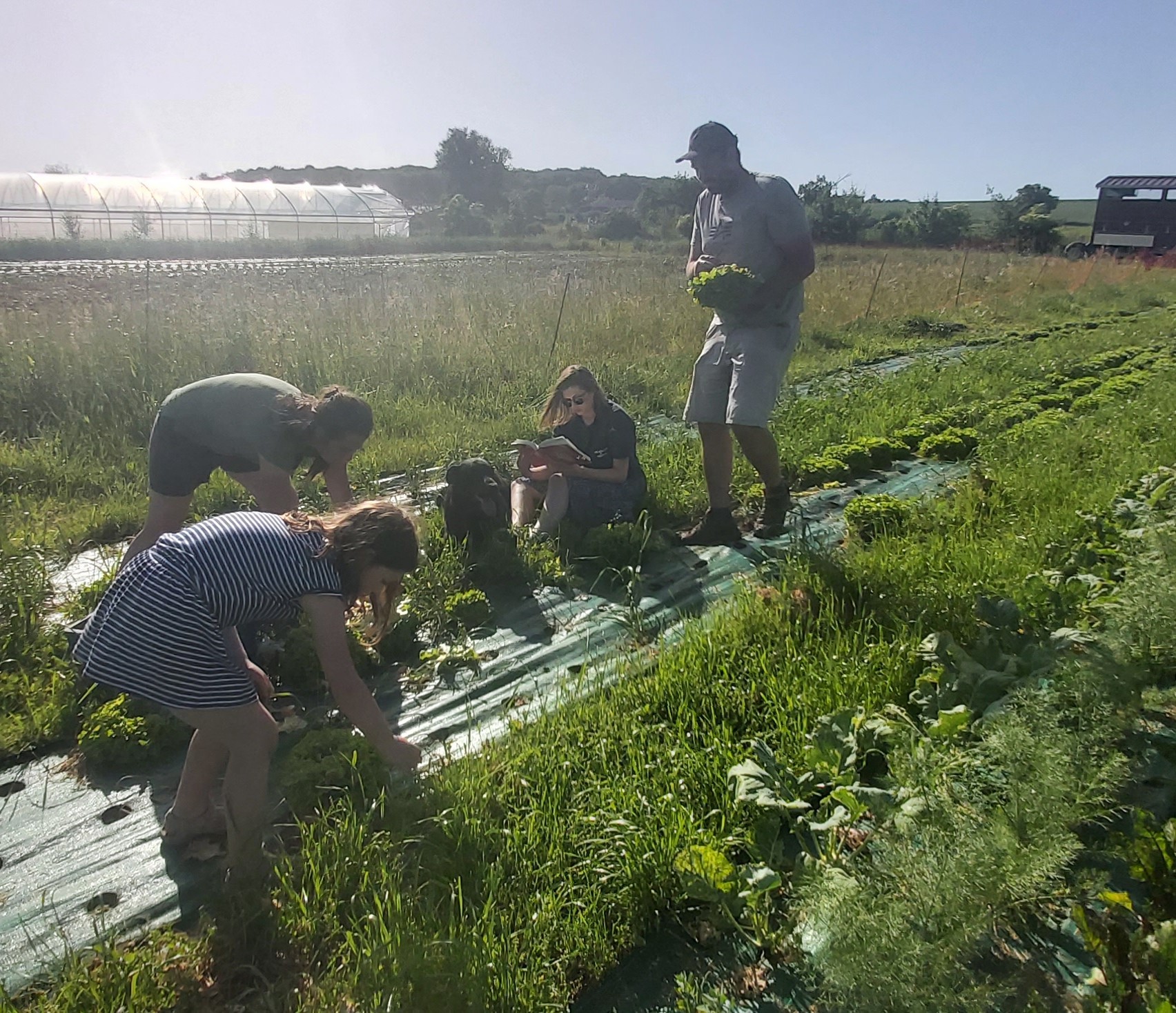 Travail collectif dans une parcelle maraîchère